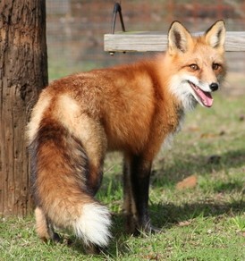 fox at the henhouse