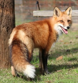 fox at the hen house fox at the henhouse