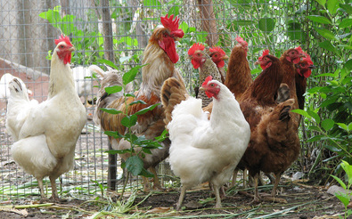 Enclosures for your chickens Chickens in your yard